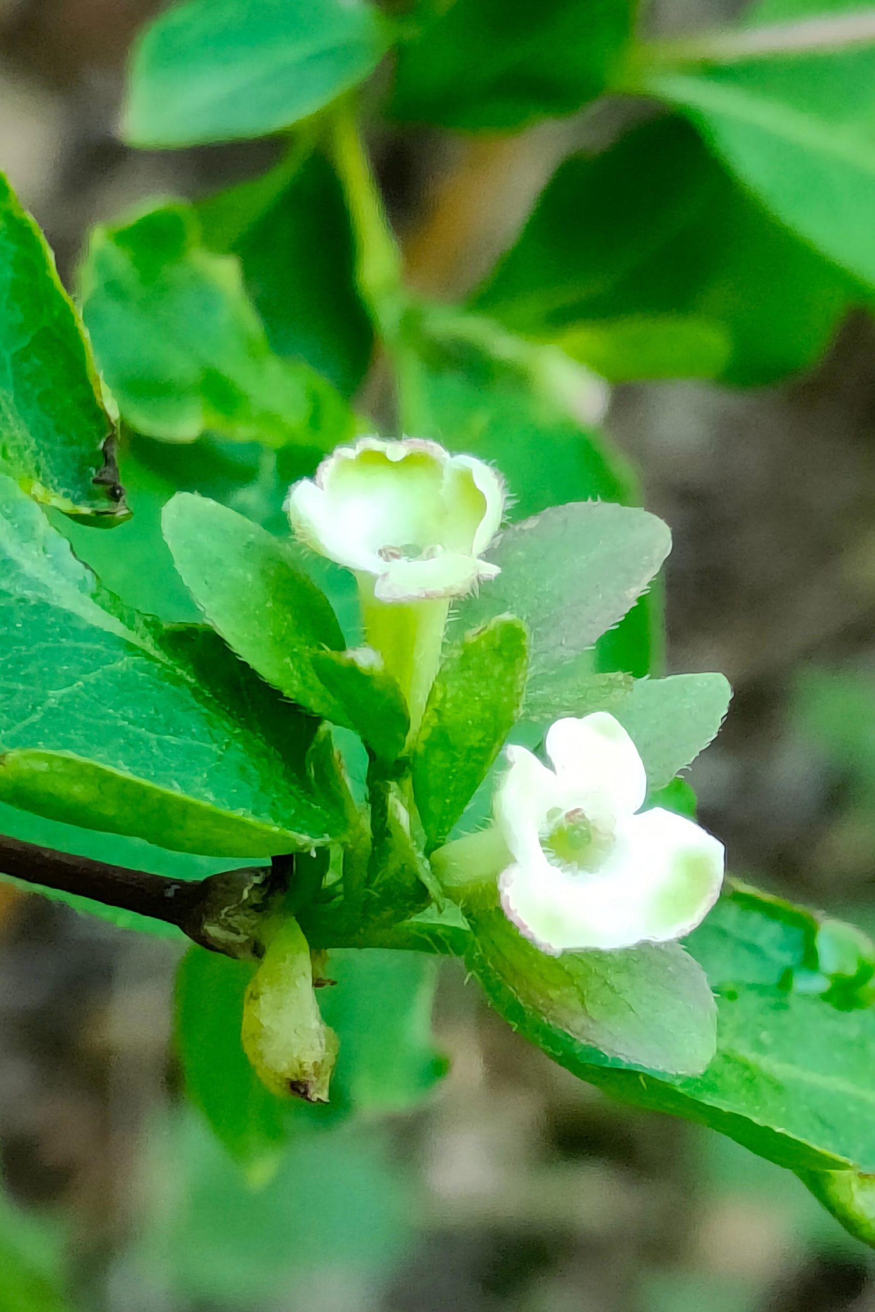 六道木|abelia biflora (Turcz.) Makino