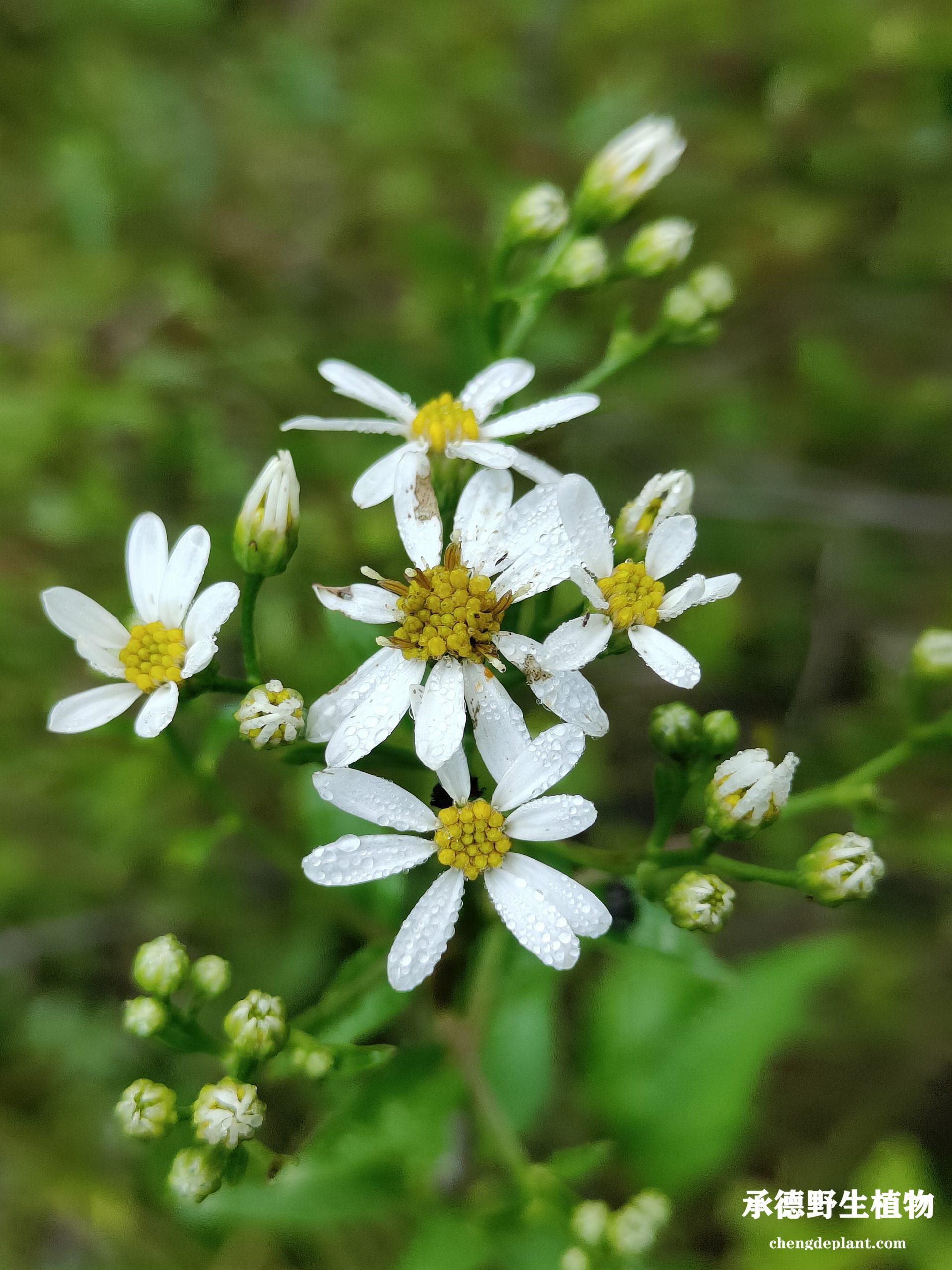 东风菜(dōng fēng cài)