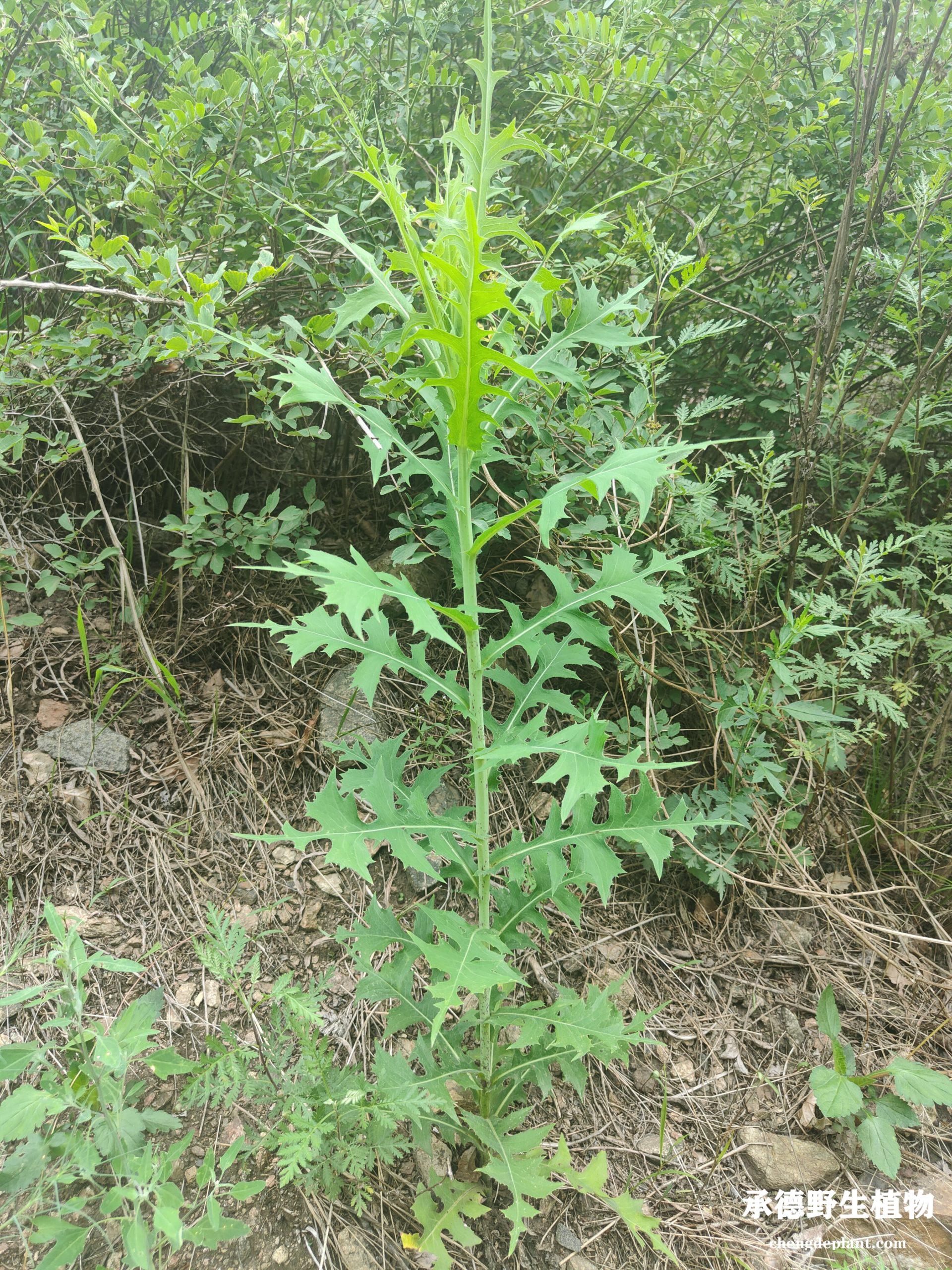 翅果菊(chì guǒ jú)
