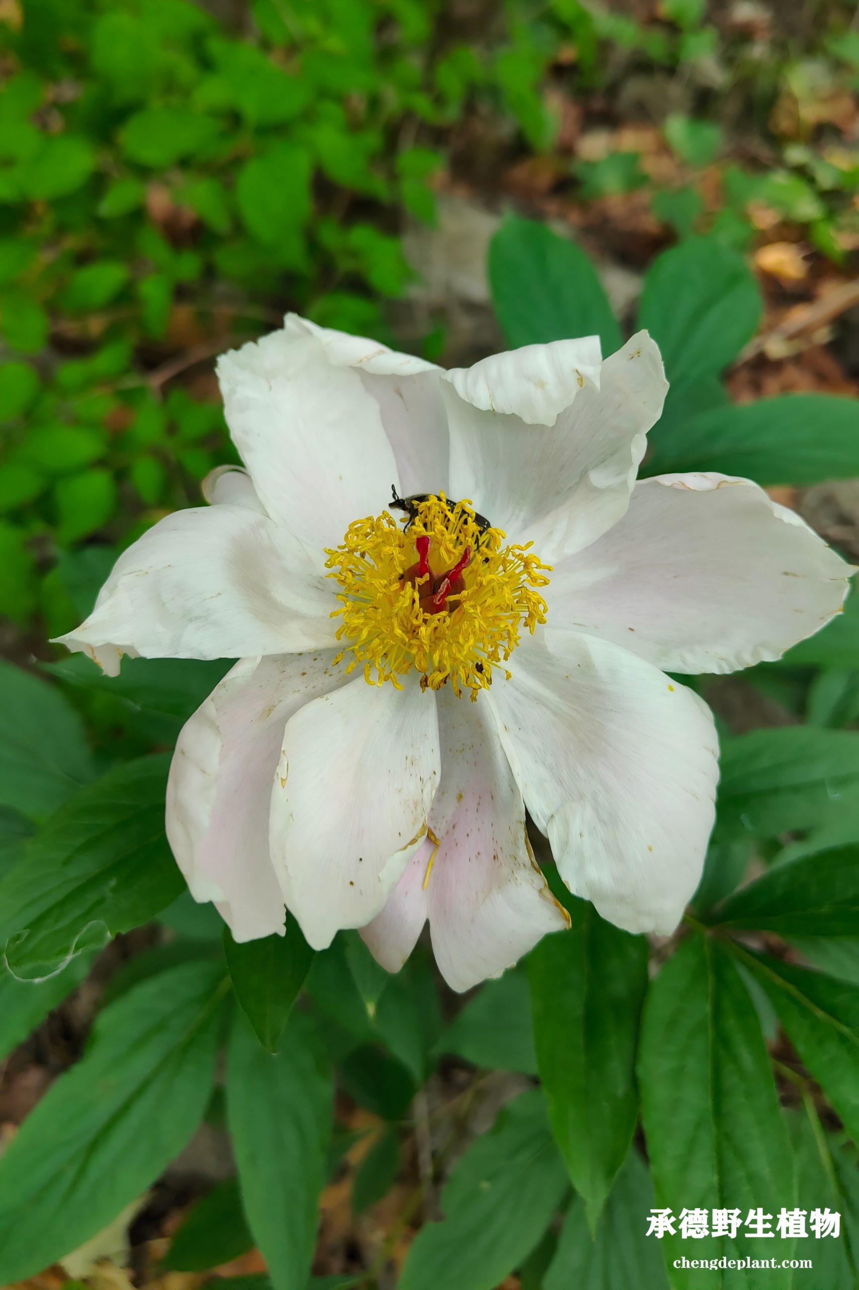 草芍药(cǎo sháo yào)