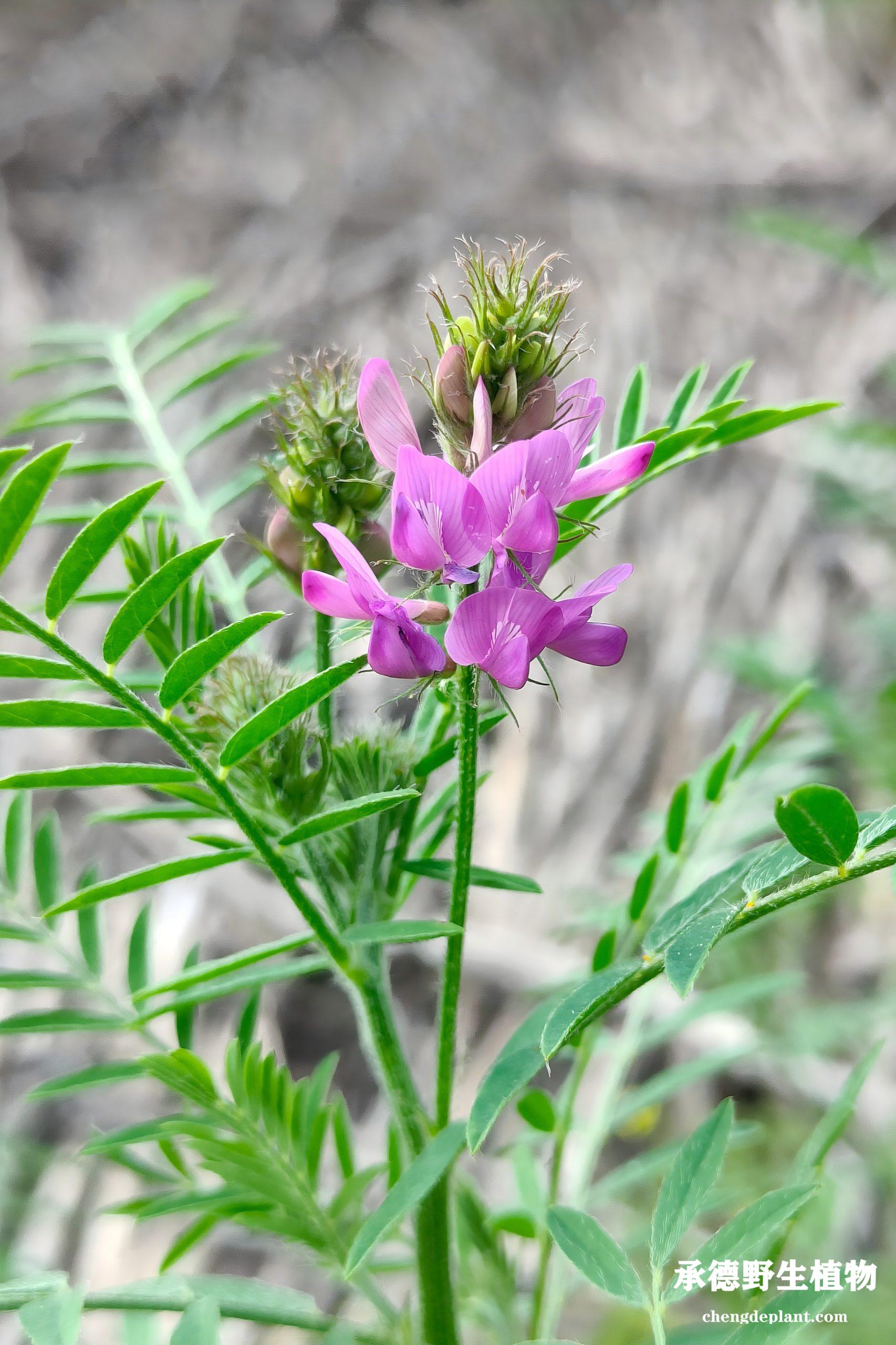 达乌里黄芪(dá wū lǐ huáng qí)