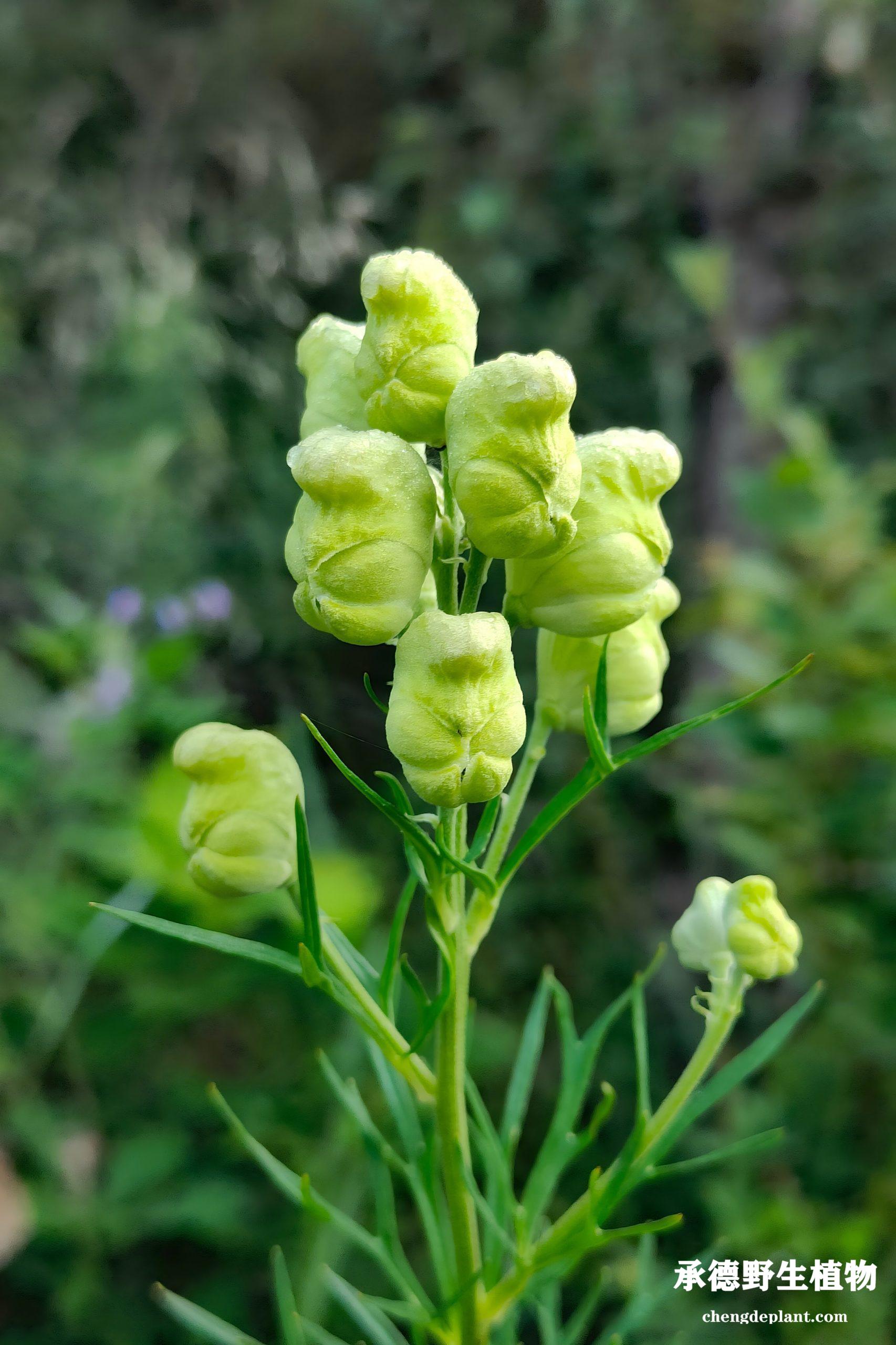 黄花乌头(huáng huā wū tóu)