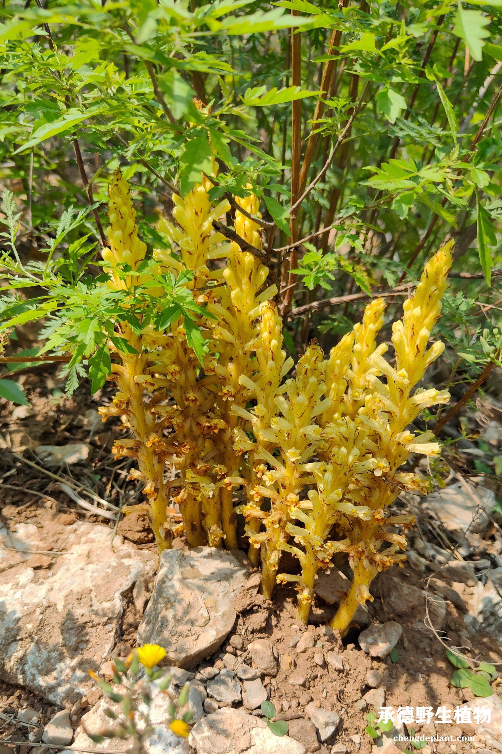 黄花列当(huáng huā liè dāng)