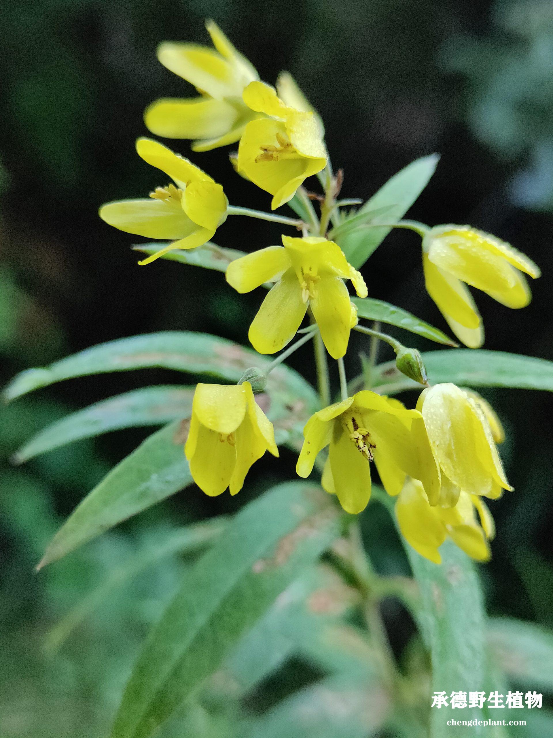 黄连花(huáng lián huā)